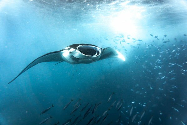 Beautiful place for snorkling and amazing beach,Kanawa Island